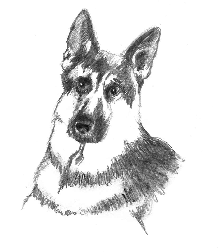 sketch of German shepherd dog