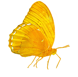 golden butterfly image png