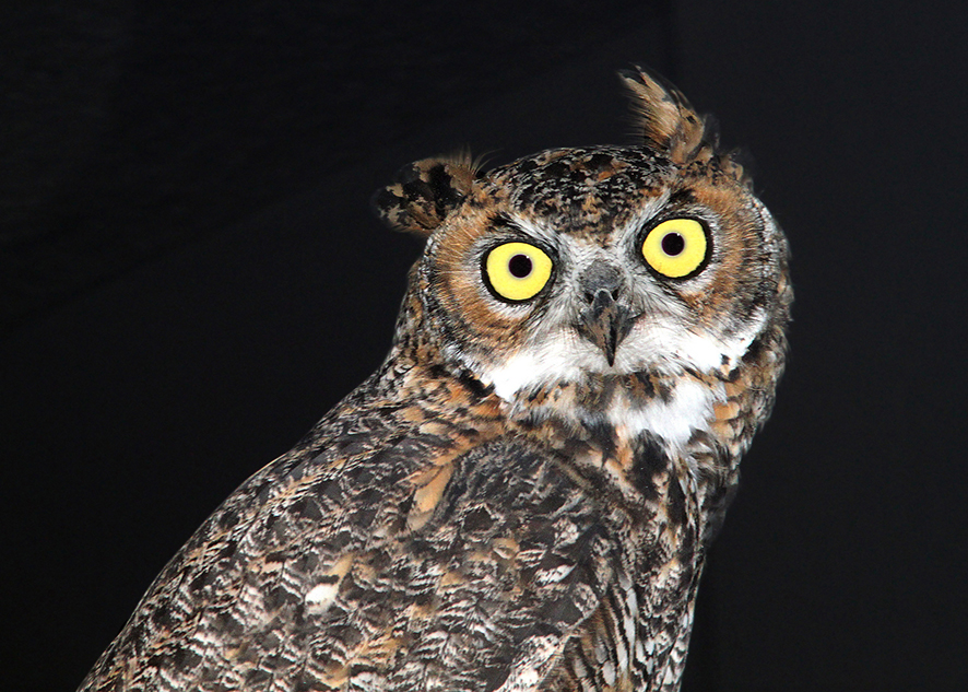 do owls have eyeballs
