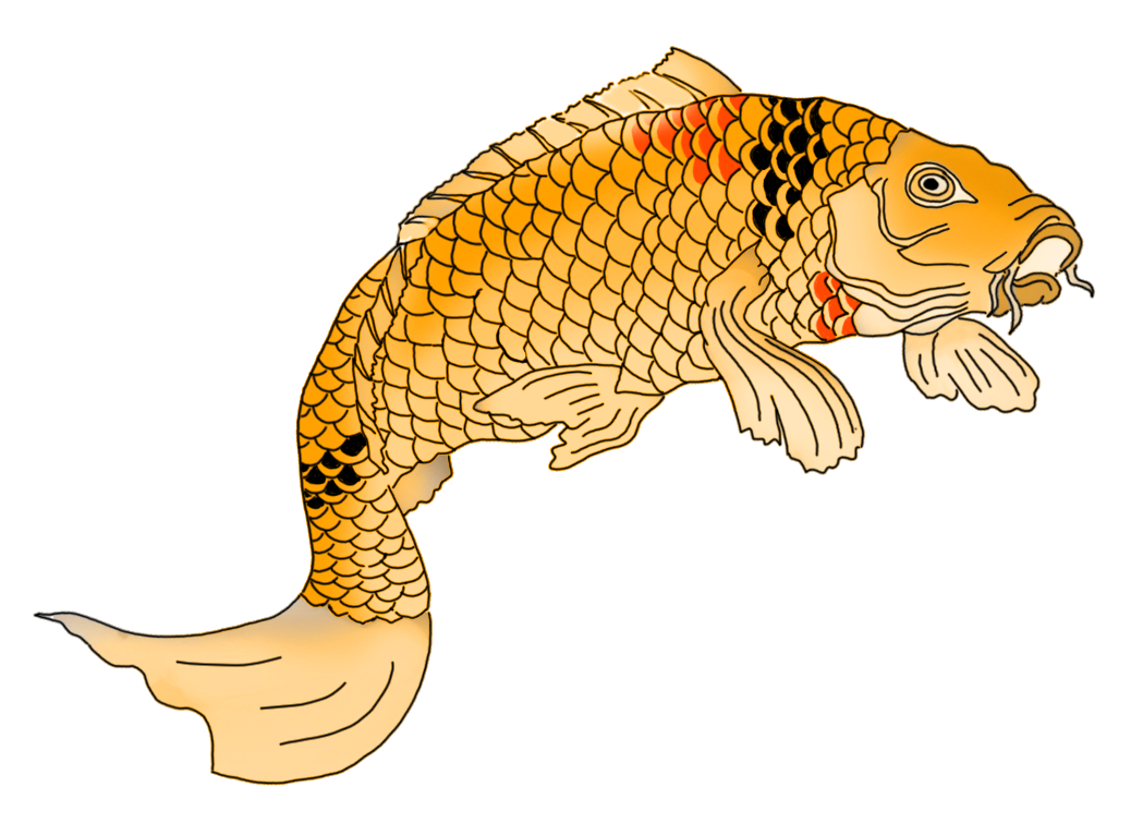 Koi Fish Drawing, koi, animals, seafood png | PNGEgg