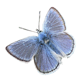 Mission blue butterfly cut out