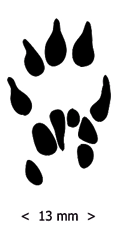 Paw Prints Clipart