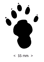 Paw Prints Clipart