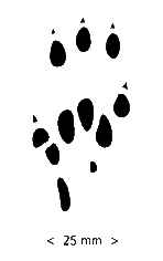 Paw Prints Clipart