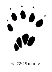 Paw Prints Clipart