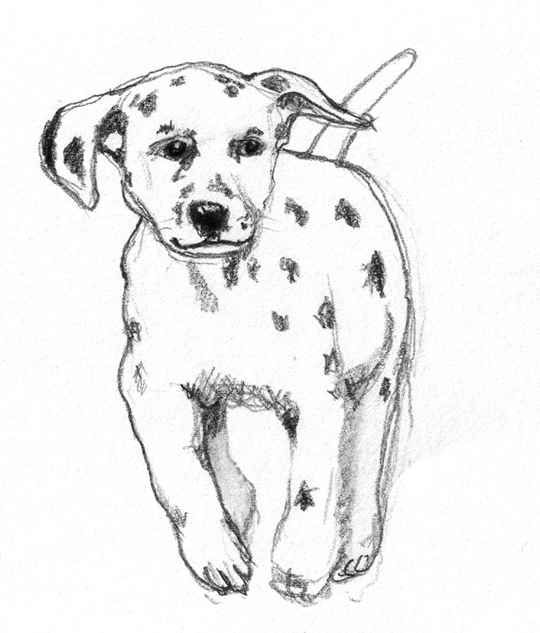 cute puppy drawing in pencil
