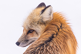 clipart fox head