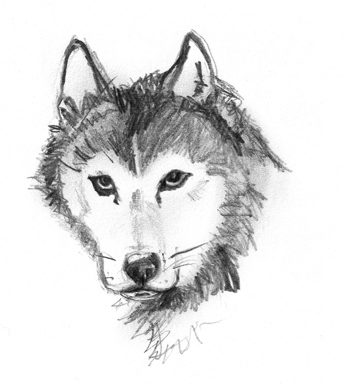 dog pencil sketch drawing