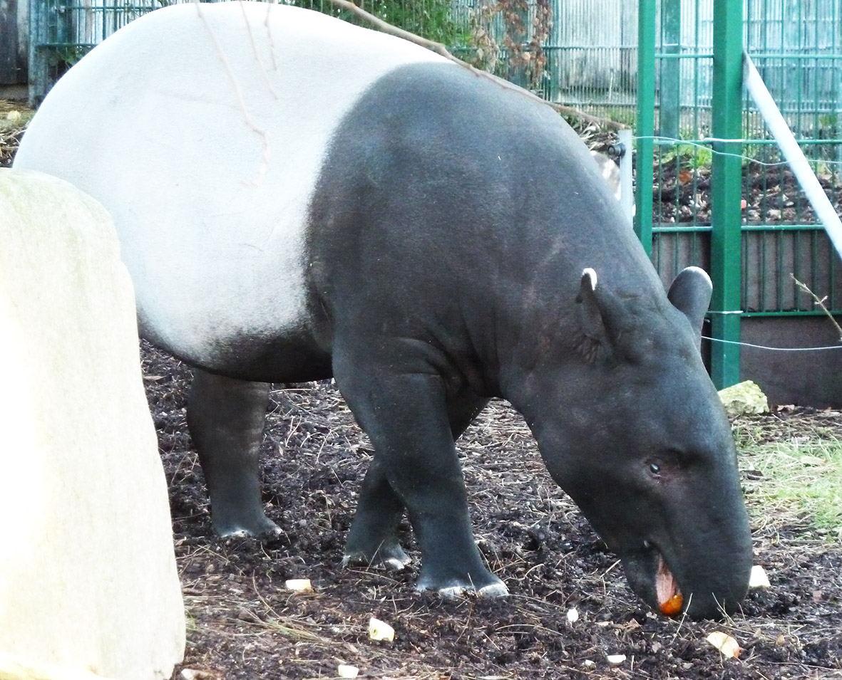 Tapir Pictures And Facts