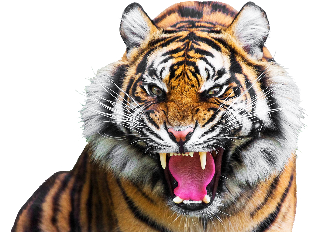 Download Transparent Angry Mouth Png Angry Tiger Face - vrogue.co