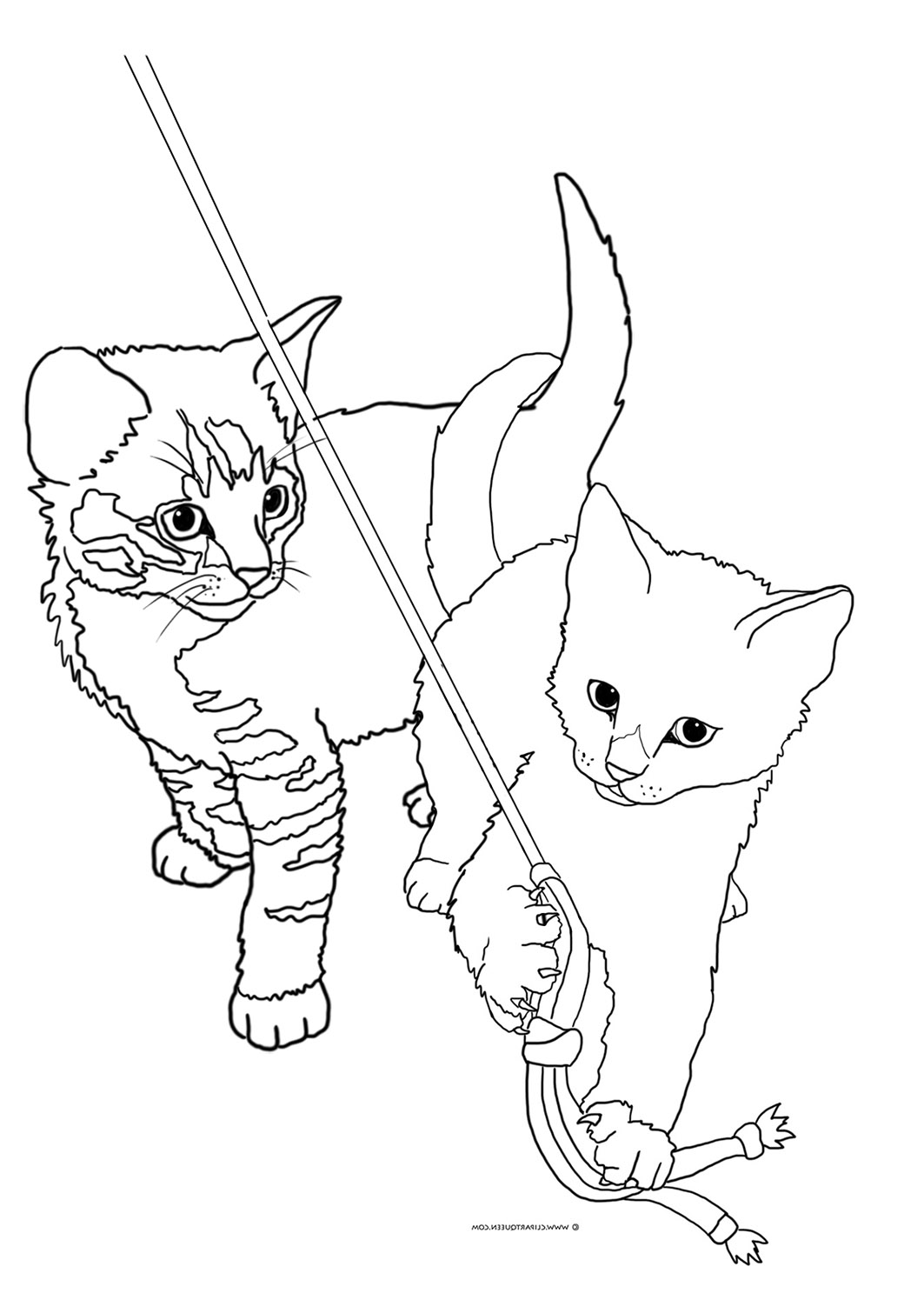 Realistic Kitten Cat Coloring Pages - Draw-nexus