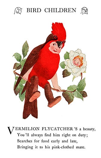 bird children Vermillion Flycatcher