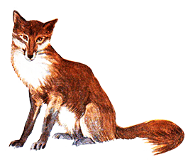 Vintage fox drawing