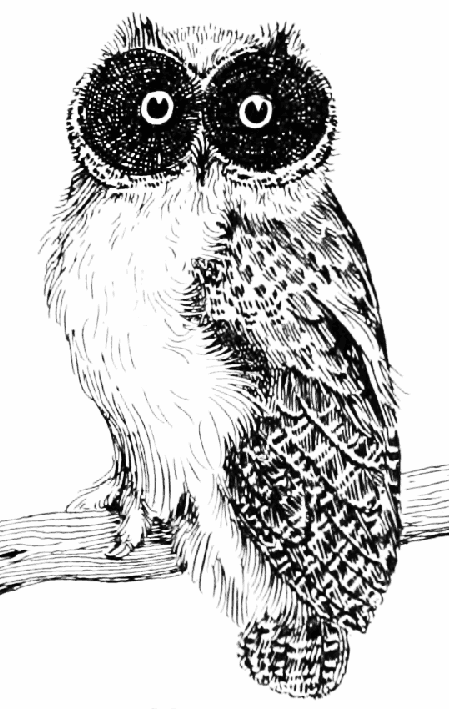 valentine owl clip art black and white