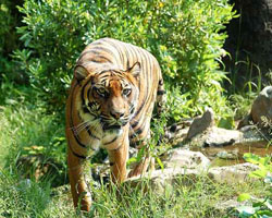 animal facts tiger sumatrae tigris