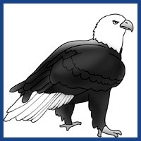 link to bald eagle drawings