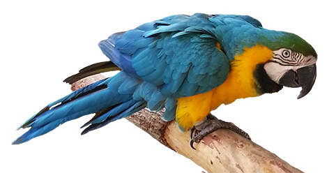 blue orange parrot