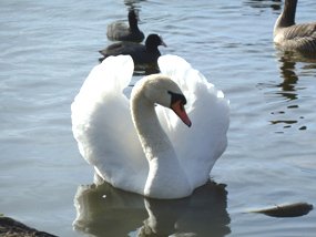 swans in water