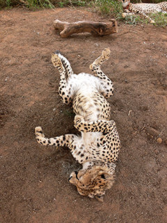 picture of a cheetah on the back in sand