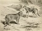 Drawing of panther and cheetah