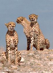 Three cheetahs pictures