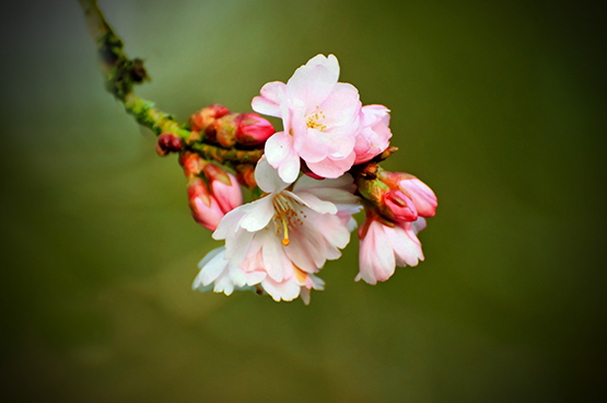 cherry blossom photo