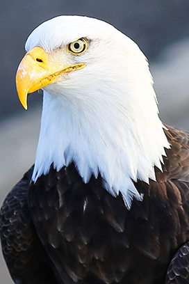 close up photo of bald eagle