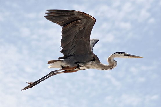 great blue heron flying