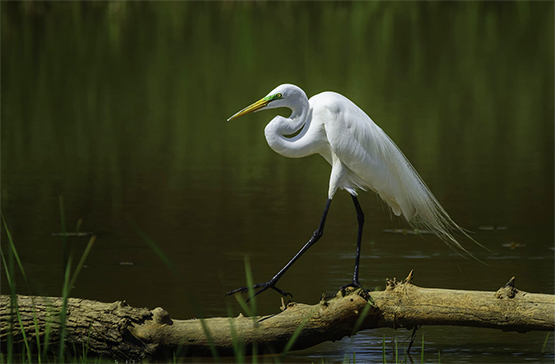 great white egret