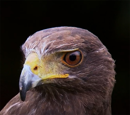 Harris's Hawk protrait