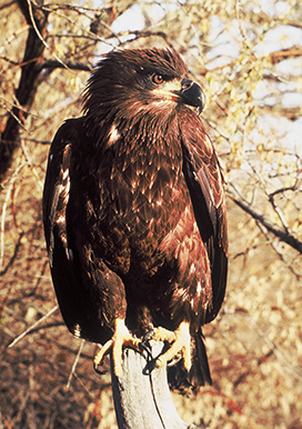 immature-bald-eagle-picture