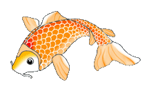 orange koi fish