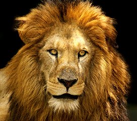 male lion face close up