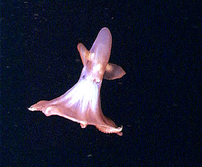 octopus cirroteuthis muelleri