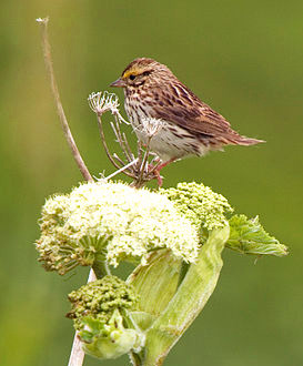 Savannah sparrow