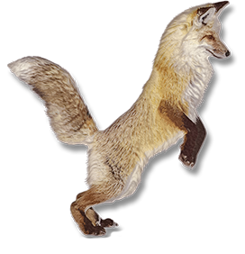 cut-out-fox clipart