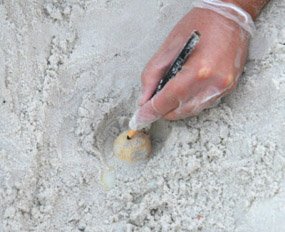 relocation of sea turtle eggs