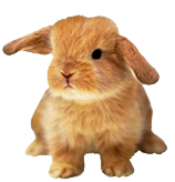 Easter bunny clipart