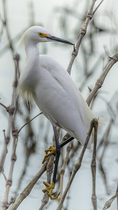 snowy egret picture