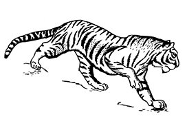 tiger illustration to color