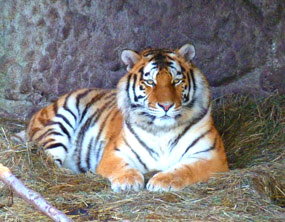 Amur tiger picture