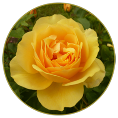 Yellow Valentine Day Roses