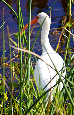 white ibis photo