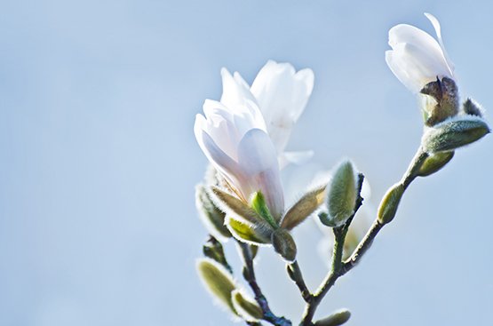 white magnolia blossoms photo